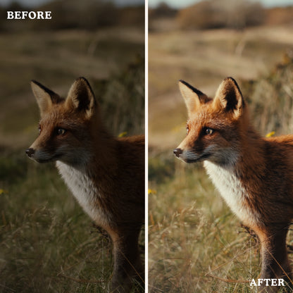 Kodak | Video LUTs