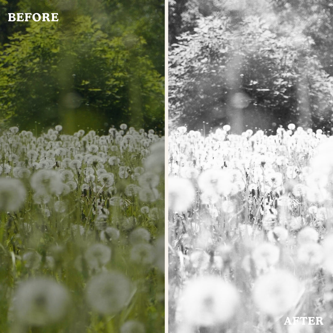 Black & White | Video LUTs